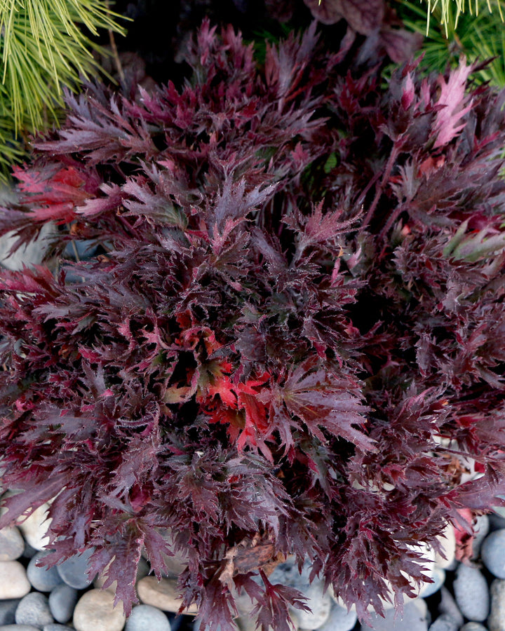 Heuchera Fyre Wing™ ‘Spinel’ (Coral Bells)