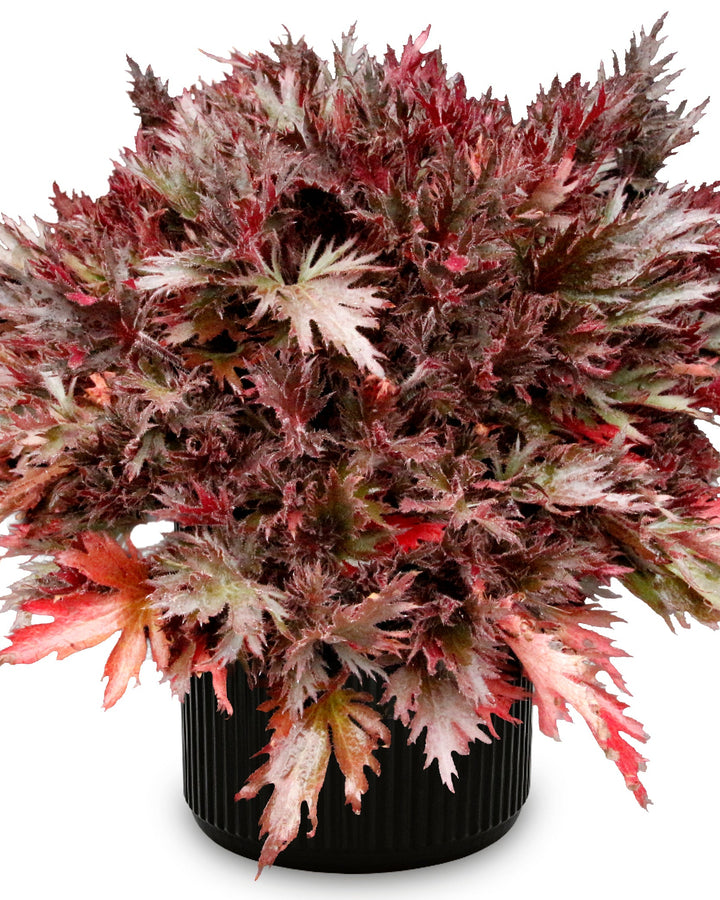 Heuchera Fyre Wing™ ‘Spinel’ (Coral Bells)