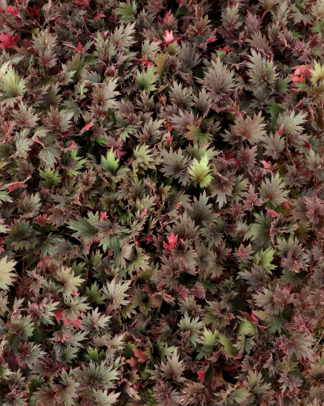 Heuchera Fyre Wing™ ‘Spinel’ (Coral Bells)