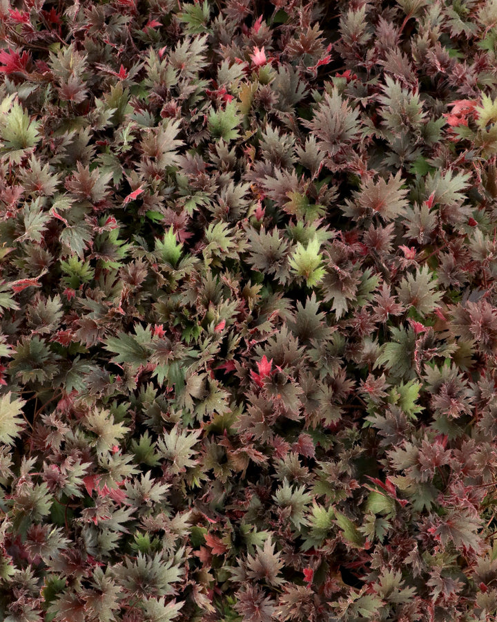 Heuchera Fyre Wing™ ‘Spinel’ (Coral Bells)