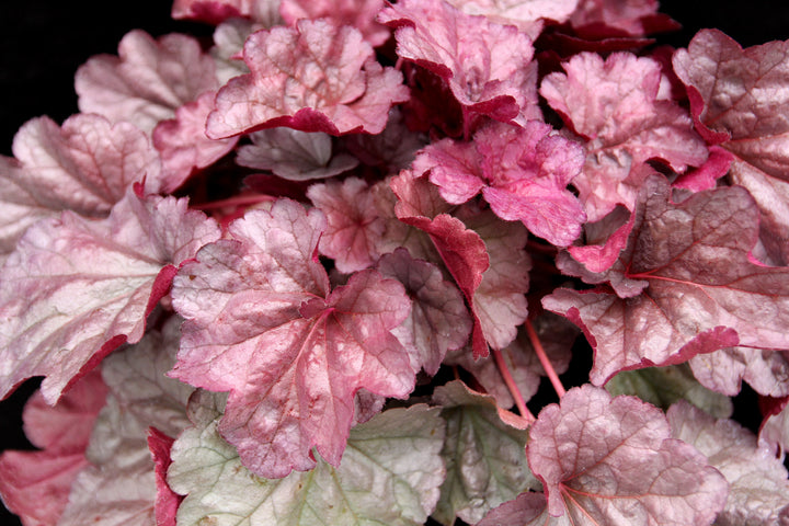 Heuchera x ‘Iridescent’ (Coral Bells)