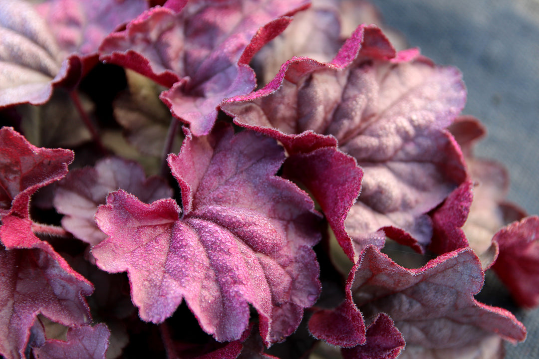 Heuchera x ‘Iridescent’ (Coral Bells)