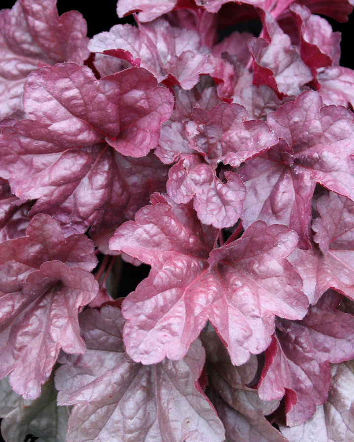 Heuchera x ‘Iridescent’ (Coral Bells)