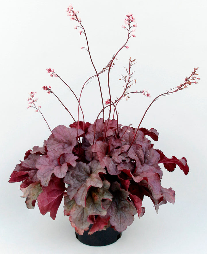 Heuchera x ‘Iridescent’ (Coral Bells)