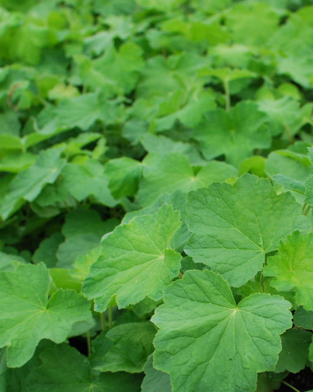 Heuchera villosa 'Autumn Bride' (Coral Bells)