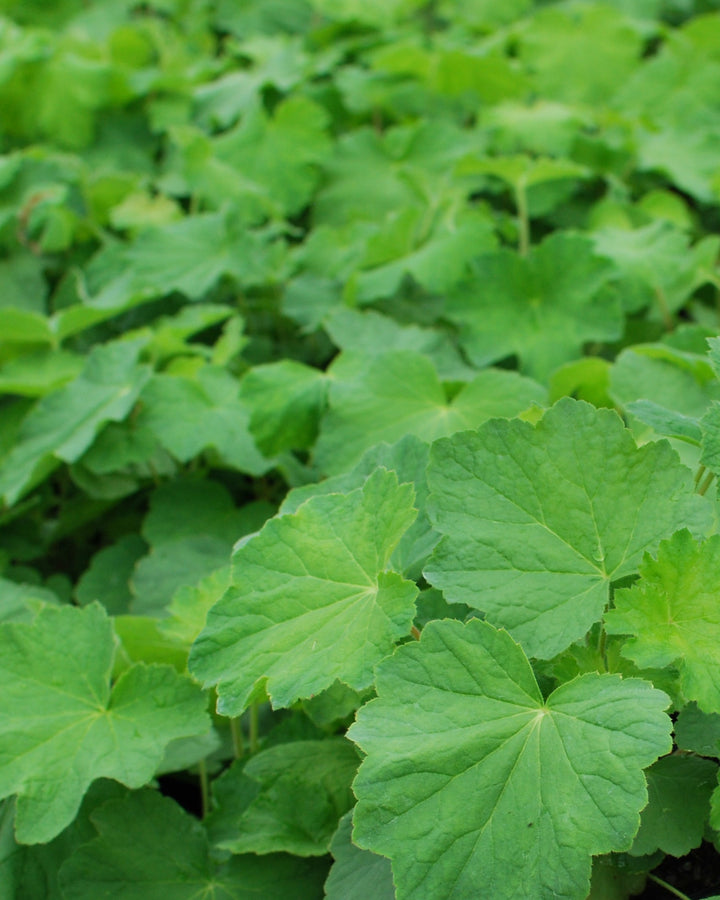 Heuchera villosa 'Autumn Bride' (Coral Bells)