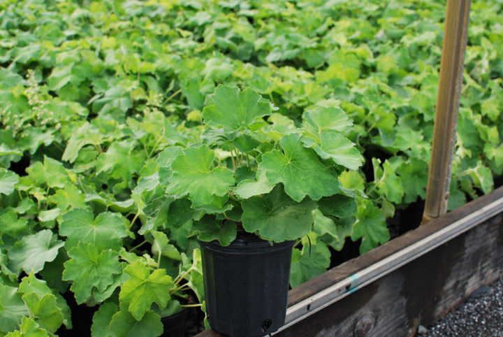 Heuchera villosa 'Autumn Bride' (Coral Bells)