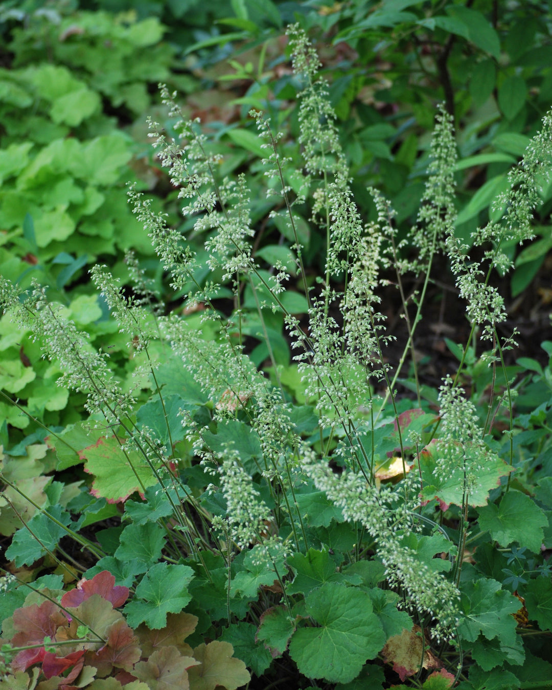 Heuchera villosa 'Autumn Bride' (Coral Bells)