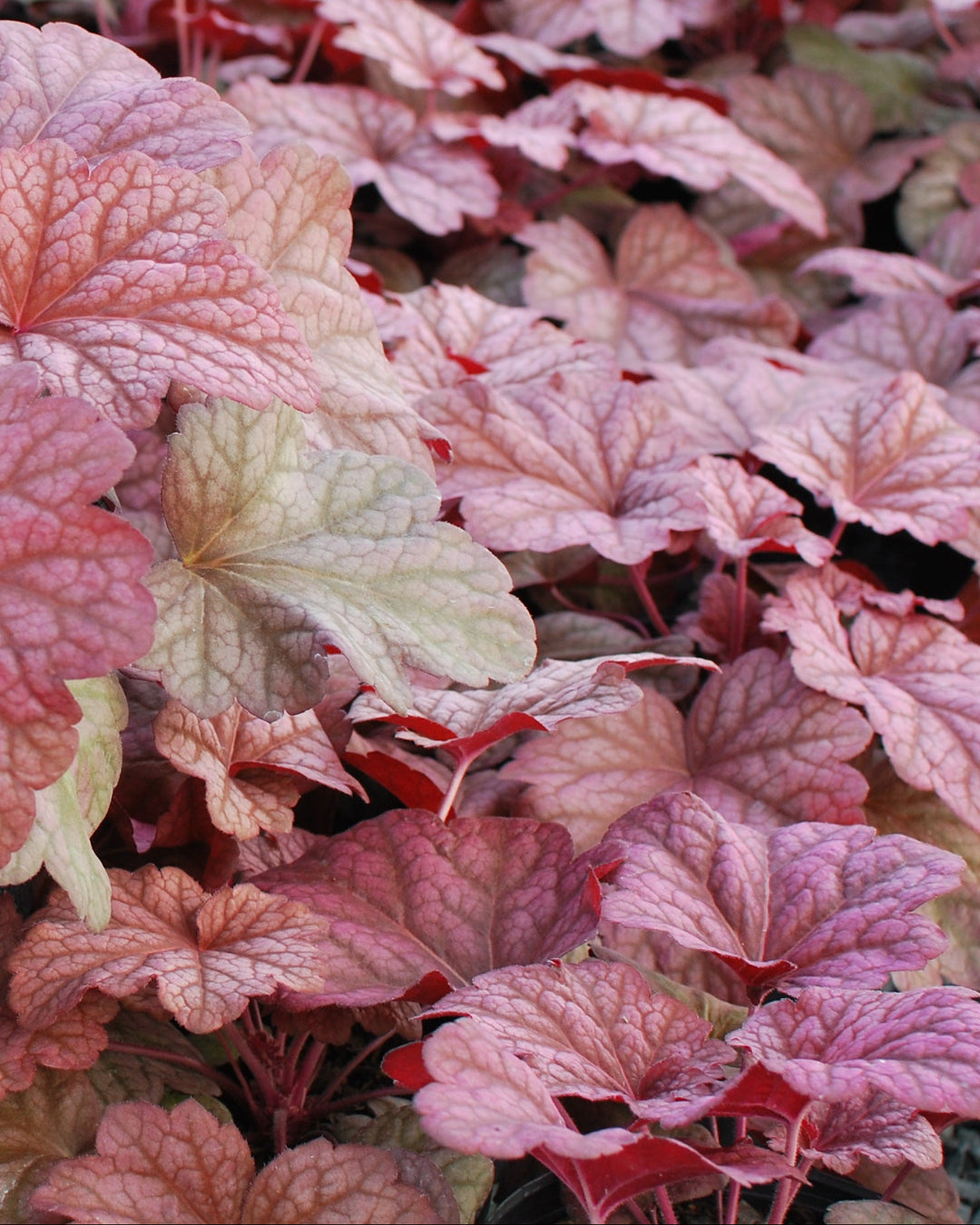 Heuchera x villosa 'Berry Smoothie' (Coral Bells)