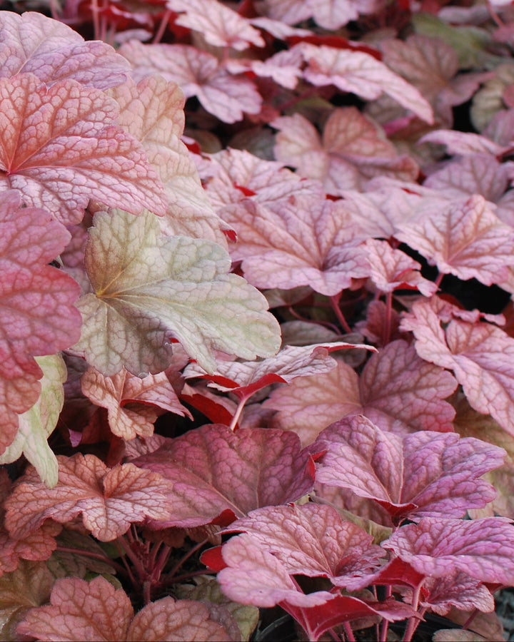 Heuchera x villosa 'Berry Smoothie' (Coral Bells)