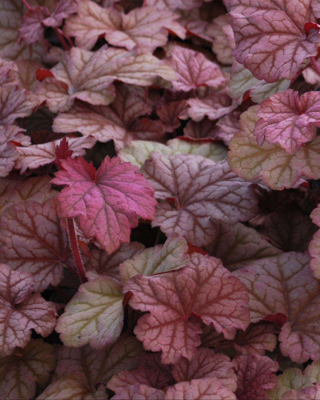 Heuchera x villosa 'Berry Smoothie' (Coral Bells)