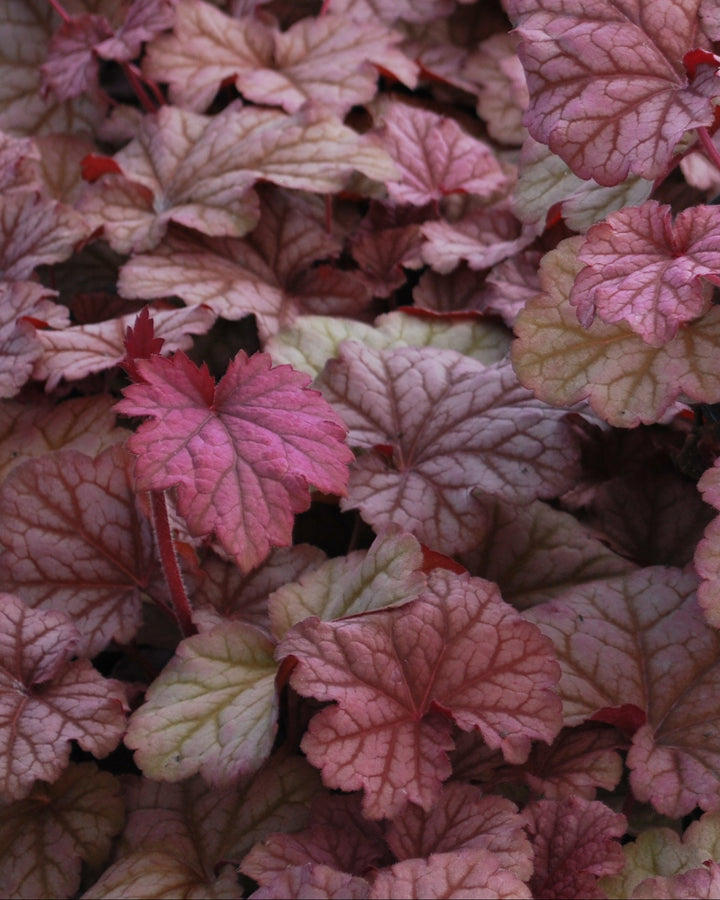 Heuchera x villosa 'Berry Smoothie' (Coral Bells)