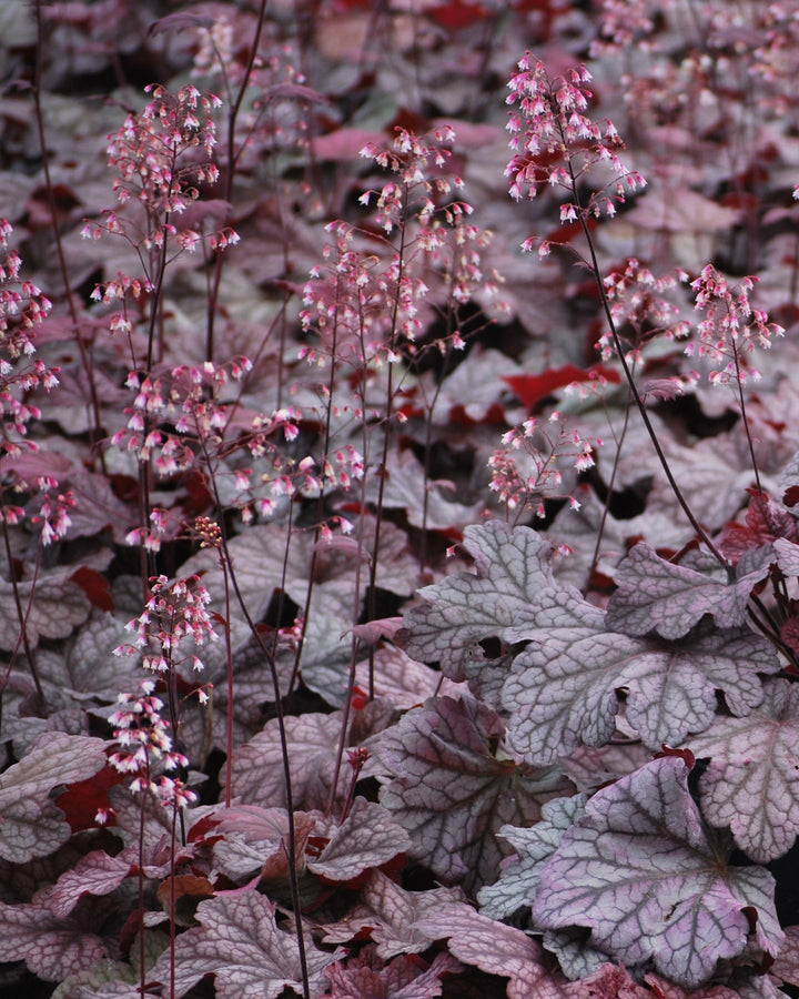 Heuchera x villosa 'Berry Smoothie' (Coral Bells)