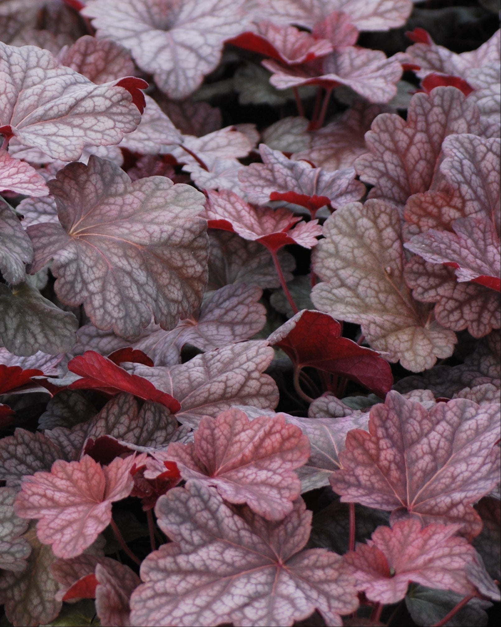 Heuchera x villosa 'Berry Smoothie' (Coral Bells) – Perennial Farm