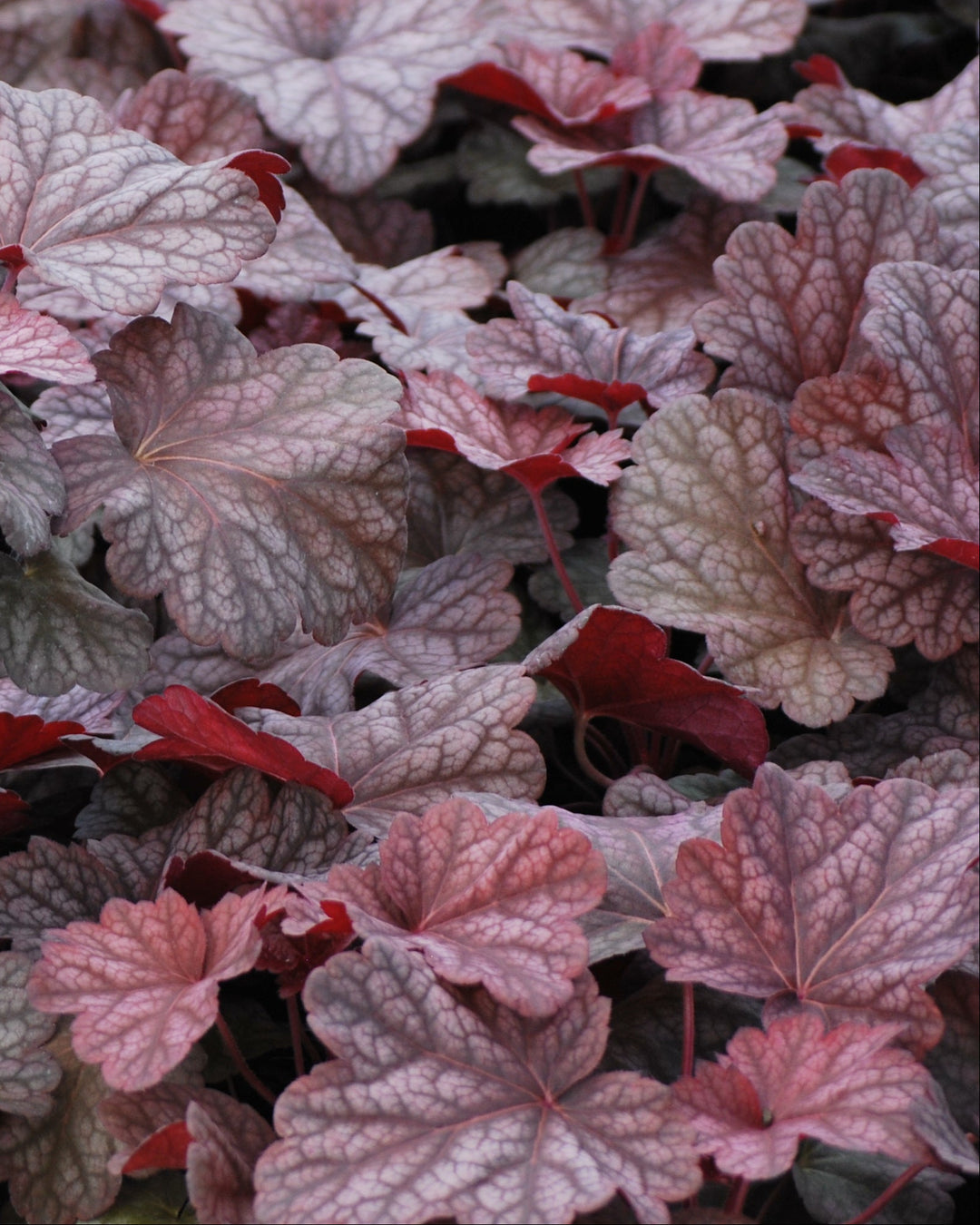 Heuchera x villosa 'Berry Smoothie' (Coral Bells)