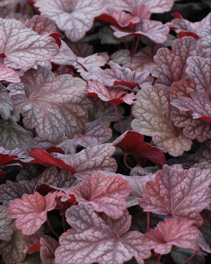 Heuchera x villosa 'Berry Smoothie' (Coral Bells)