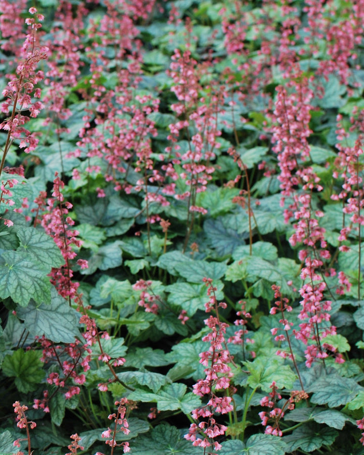 Heuchera x villosa 'Berry Timeless' (Coral Bells)