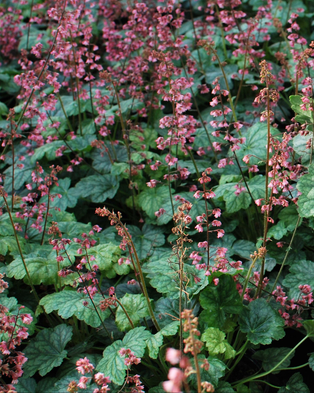 Heuchera x villosa 'Berry Timeless' (Coral Bells)