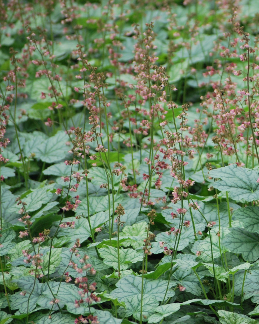 Heuchera x villosa 'Berry Timeless' (Coral Bells)
