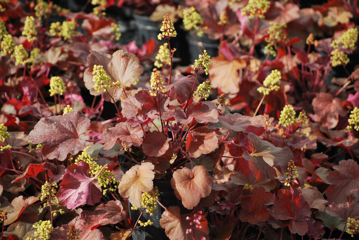 Heuchera x 'Blondie' (Coral Bells)