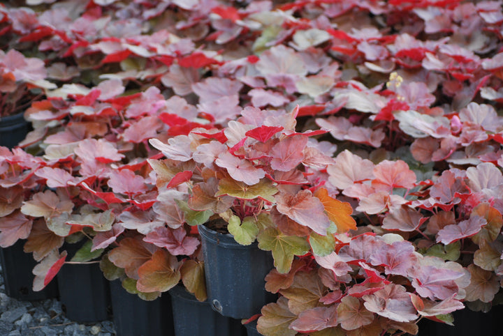 Heuchera x 'Blondie' (Coral Bells)