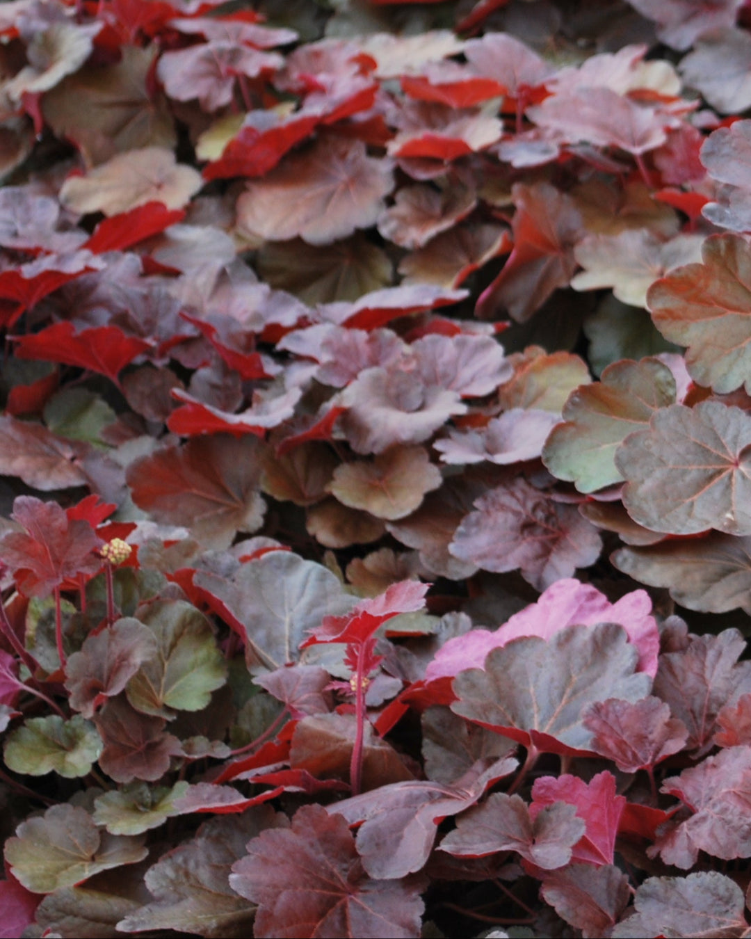 Heuchera x 'Blondie' (Coral Bells)