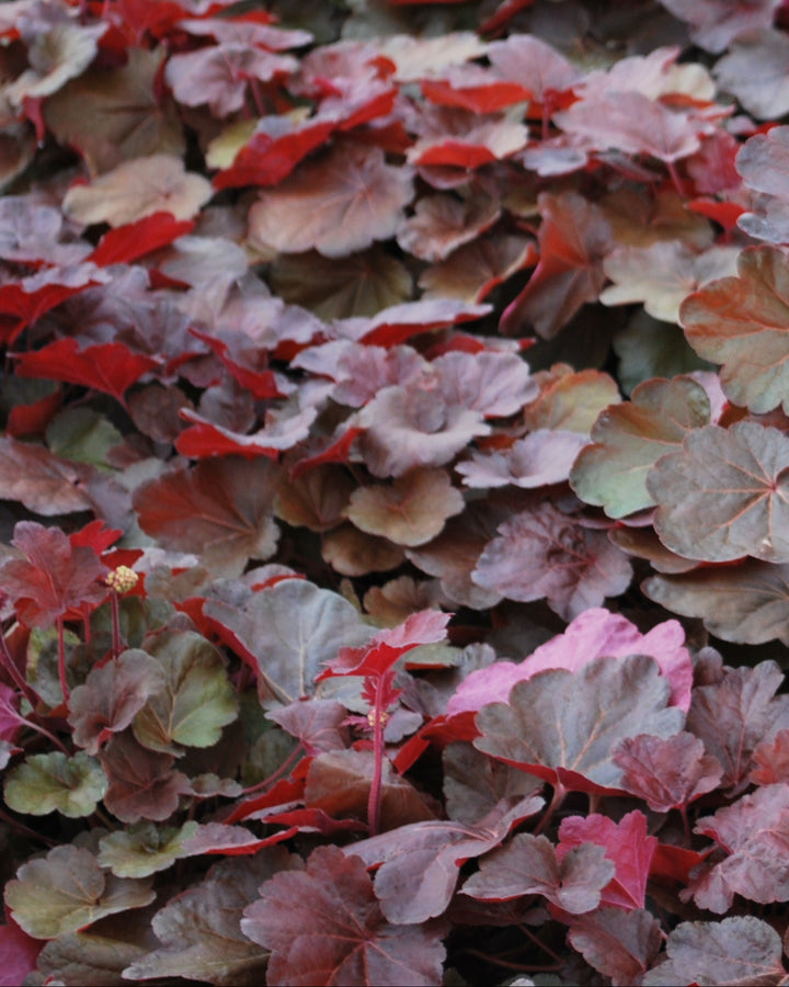 Heuchera x 'Blondie' (Coral Bells)