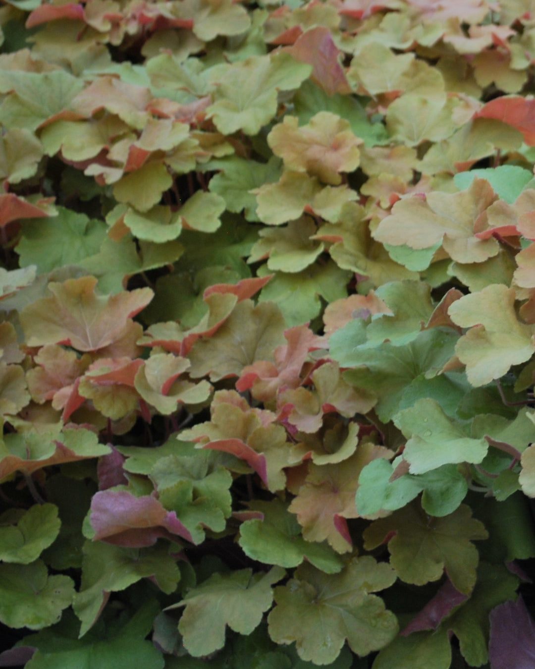 Heuchera x villosa 'Caramel' (Coral Bells)