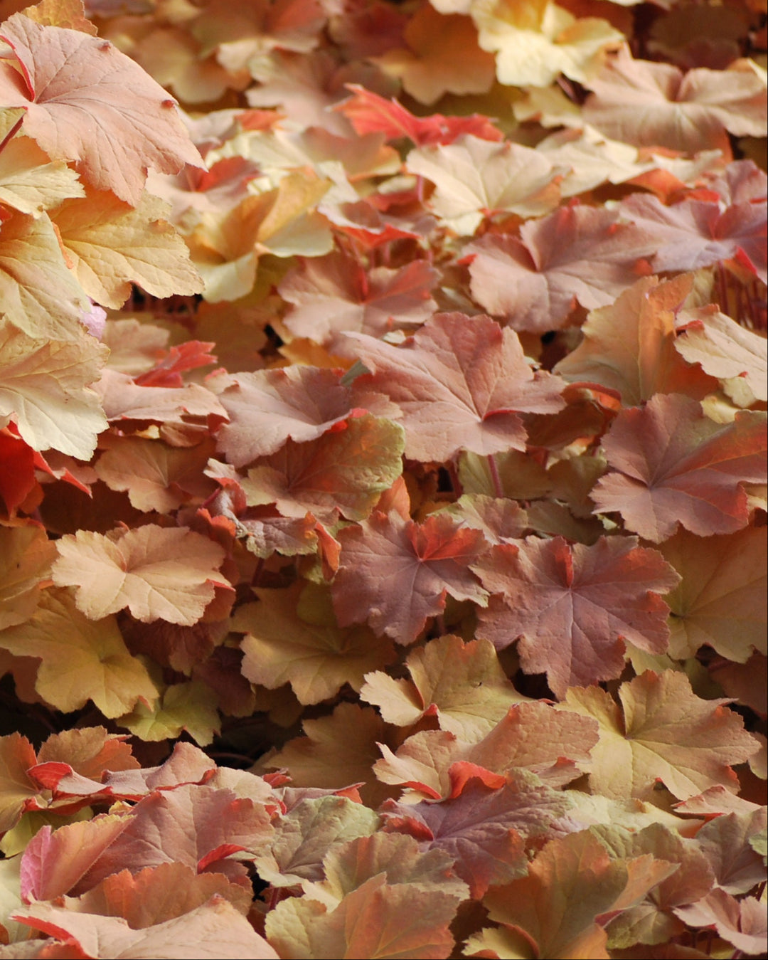 Heuchera x villosa 'Caramel' (Coral Bells)