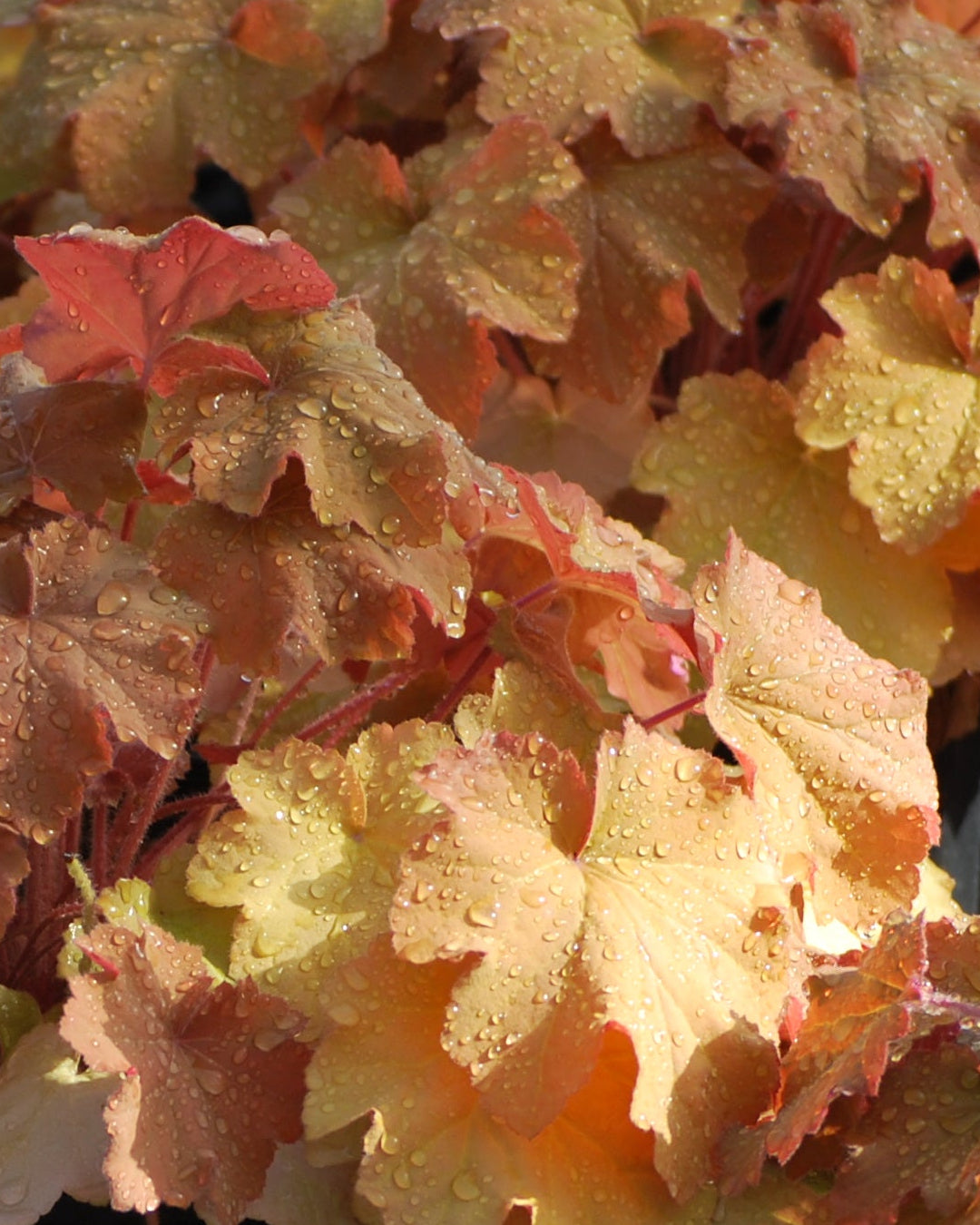 Heuchera x villosa 'Caramel' (Coral Bells)
