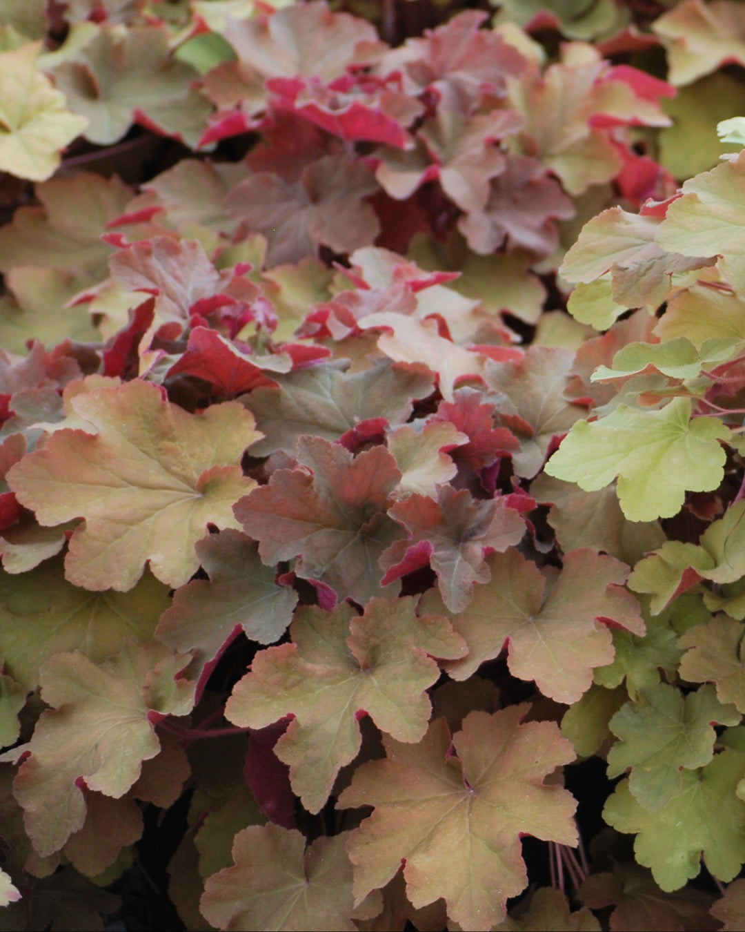 Heuchera x villosa 'Caramel' (Coral Bells)
