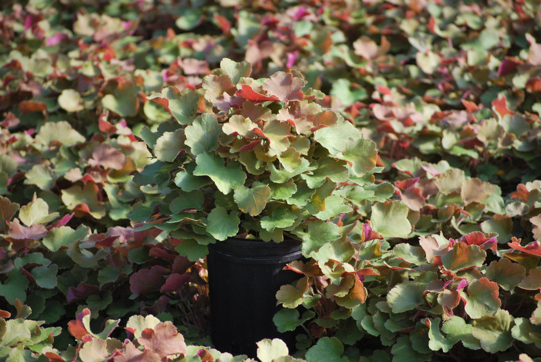 Heuchera x villosa 'Caramel' (Coral Bells)