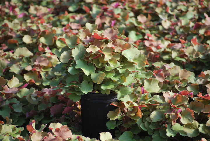 Heuchera x villosa 'Caramel' (Coral Bells)