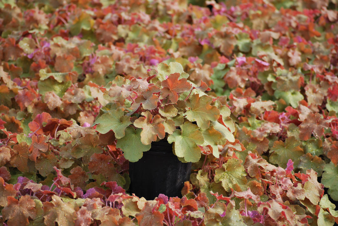 Heuchera x villosa 'Caramel' (Coral Bells)