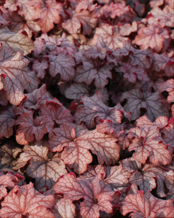 Heuchera x villosa 'Carnival Peach Parfait' (Coral Bells)