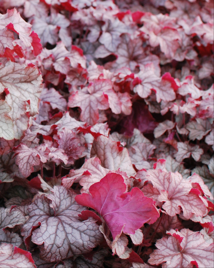 Heuchera x villosa 'Carnival Peach Parfait' (Coral Bells)