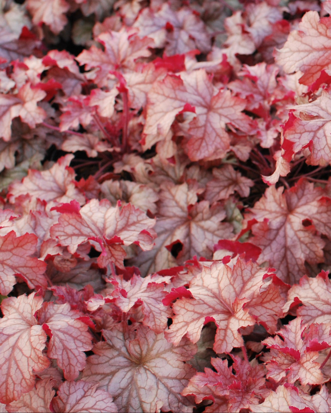 Heuchera x villosa 'Carnival Peach Parfait' (Coral Bells)