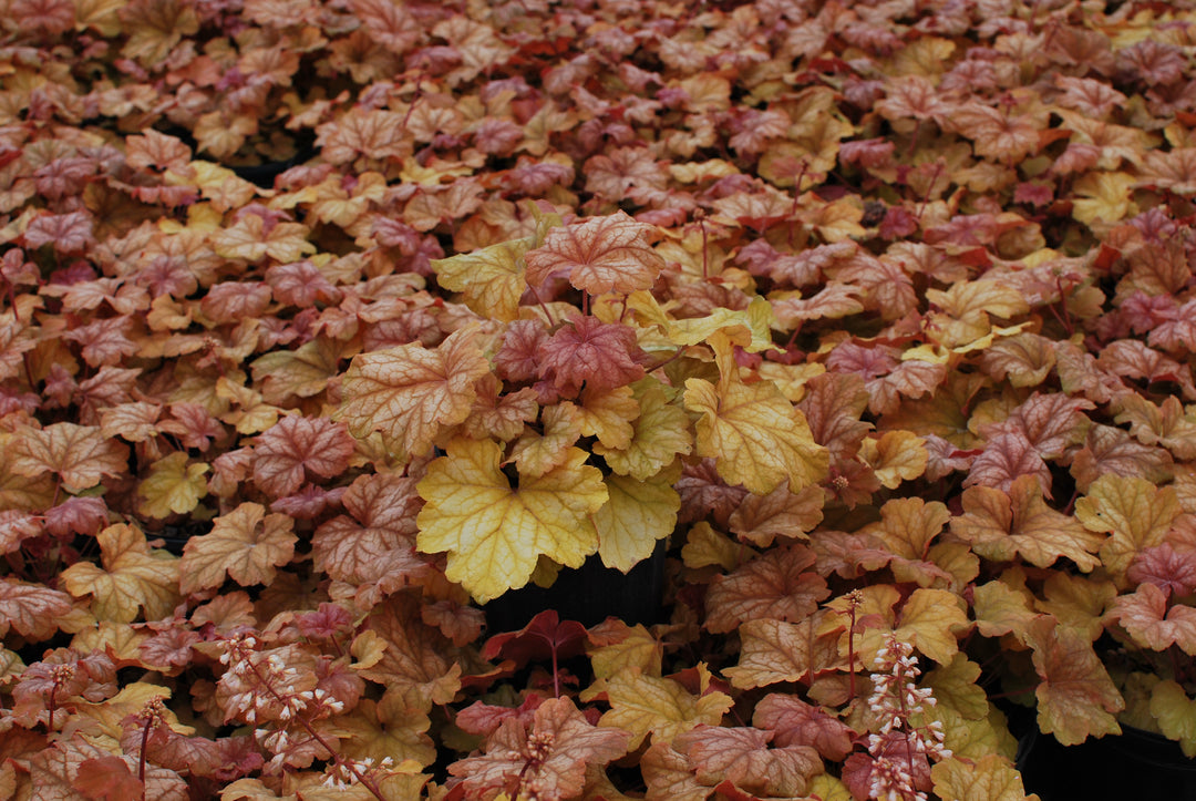 Heuchera x 'Champagne' (Coral Bells)