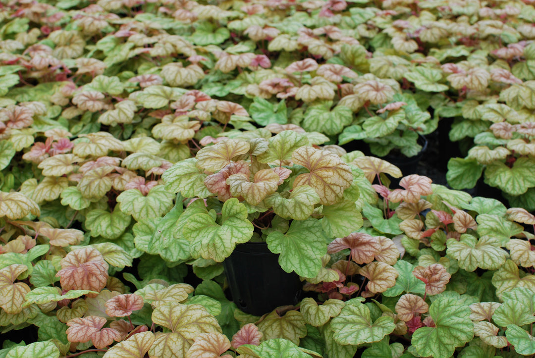 Heuchera x 'Champagne' (Coral Bells)