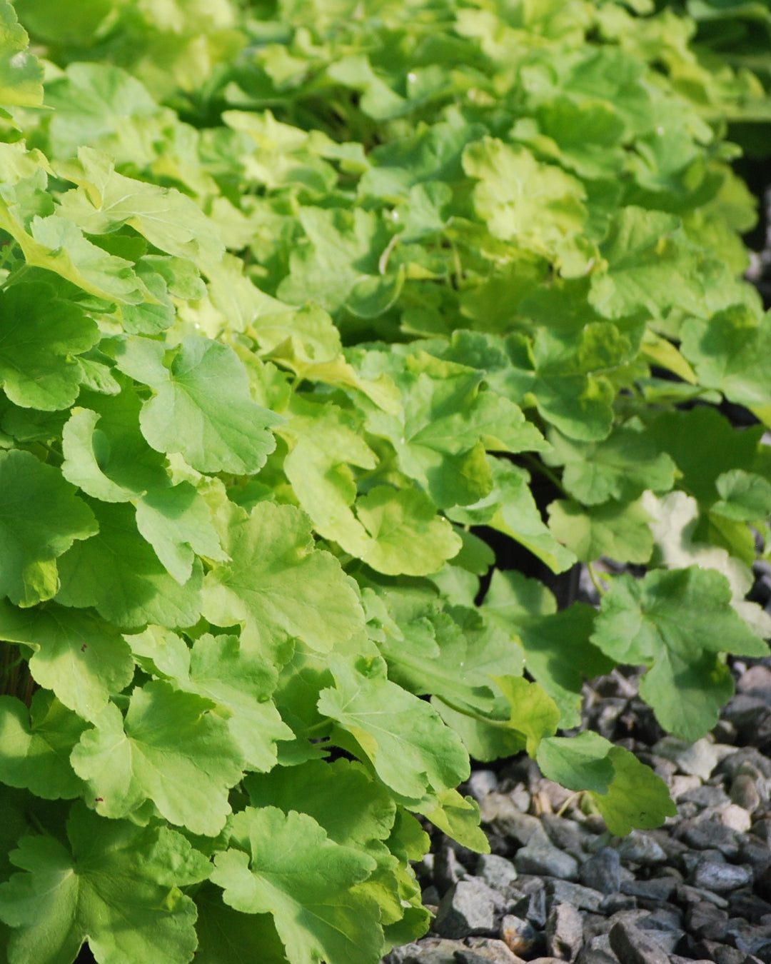Heuchera x villosa 'Citronelle' (Coral Bells)
