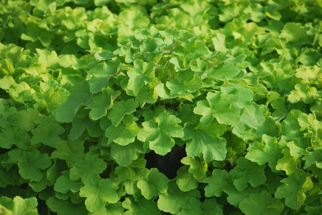Heuchera x villosa 'Citronelle' (Coral Bells)