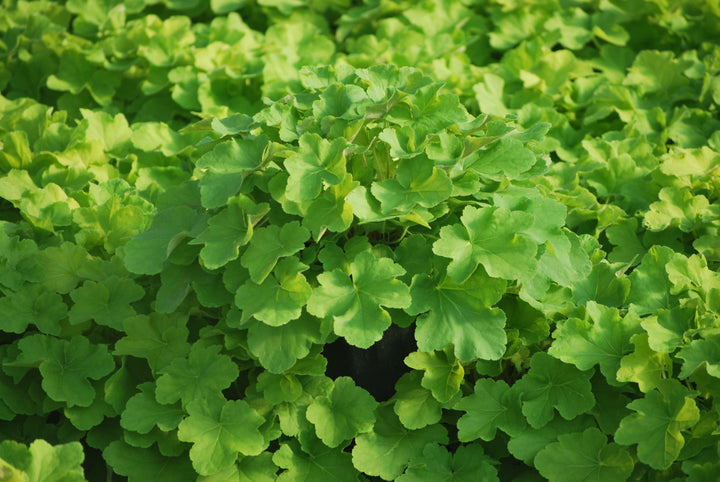 Heuchera x villosa 'Citronelle' (Coral Bells)