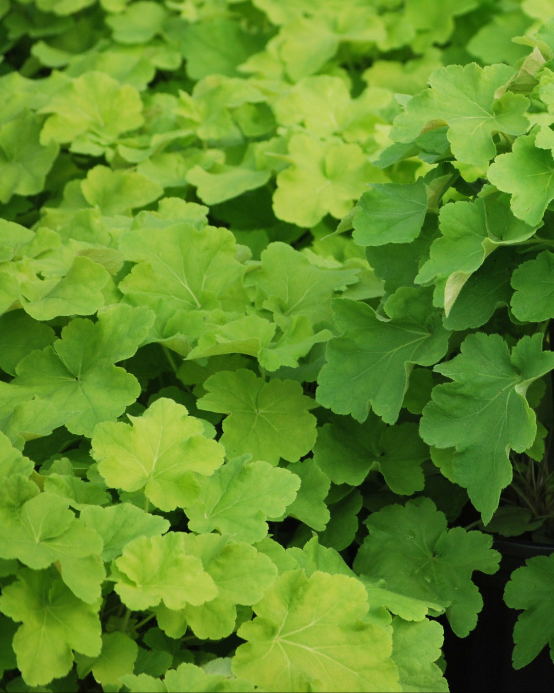Heuchera x villosa 'Citronelle' (Coral Bells)