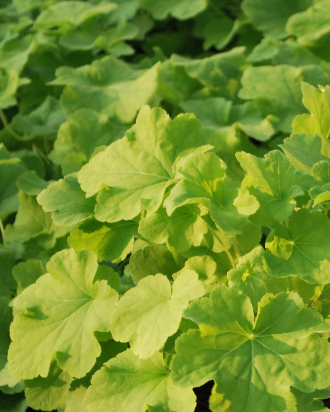 Heuchera x villosa 'Citronelle' (Coral Bells)