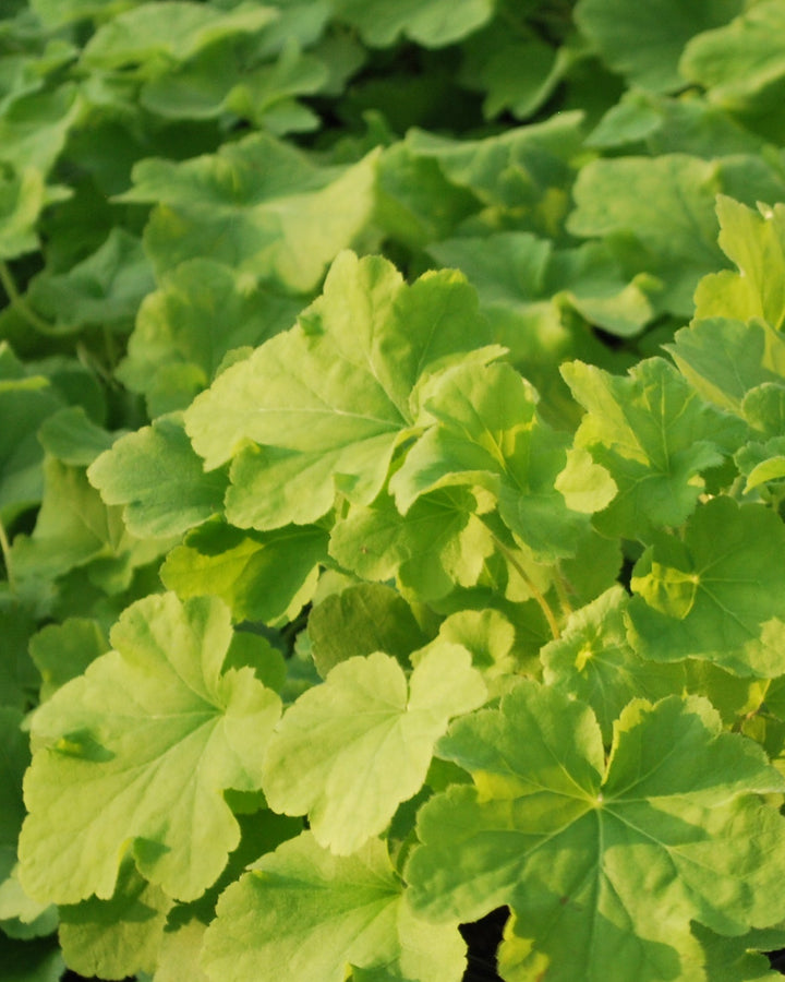Heuchera x villosa 'Citronelle' (Coral Bells)