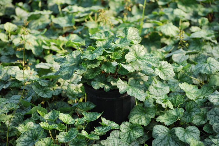 Heuchera americana 'Dale's Strain' (Coral Bells)