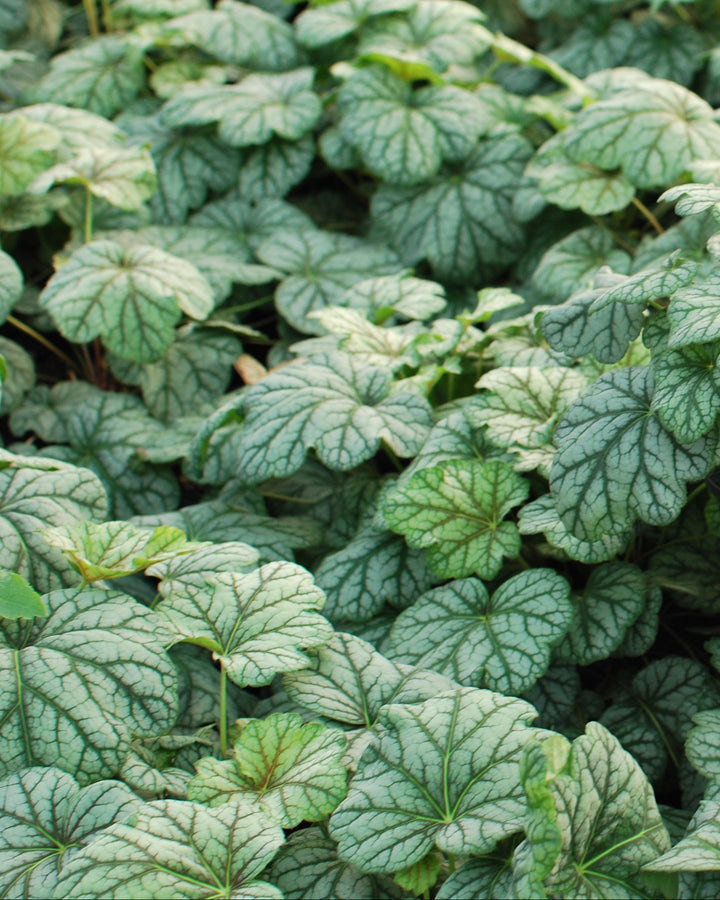 Heuchera americana 'Dale's Strain' (Coral Bells)