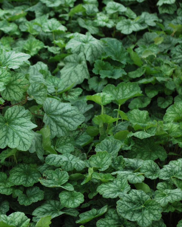 Heuchera americana 'Dale's Strain' (Coral Bells)