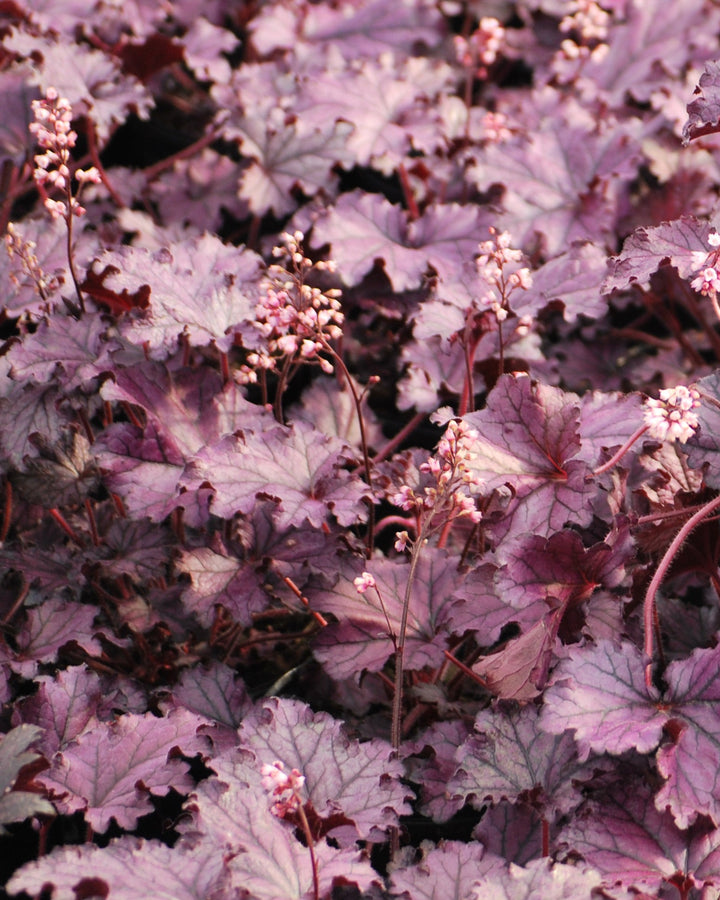Heuchera x Forever® Purple (Coral Bells)