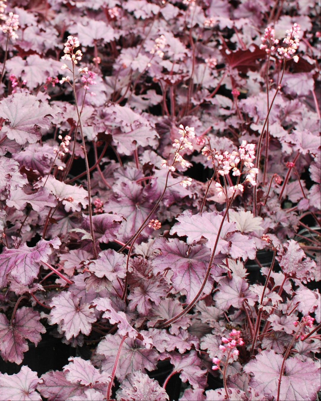 Heuchera x Forever® Purple (Coral Bells)